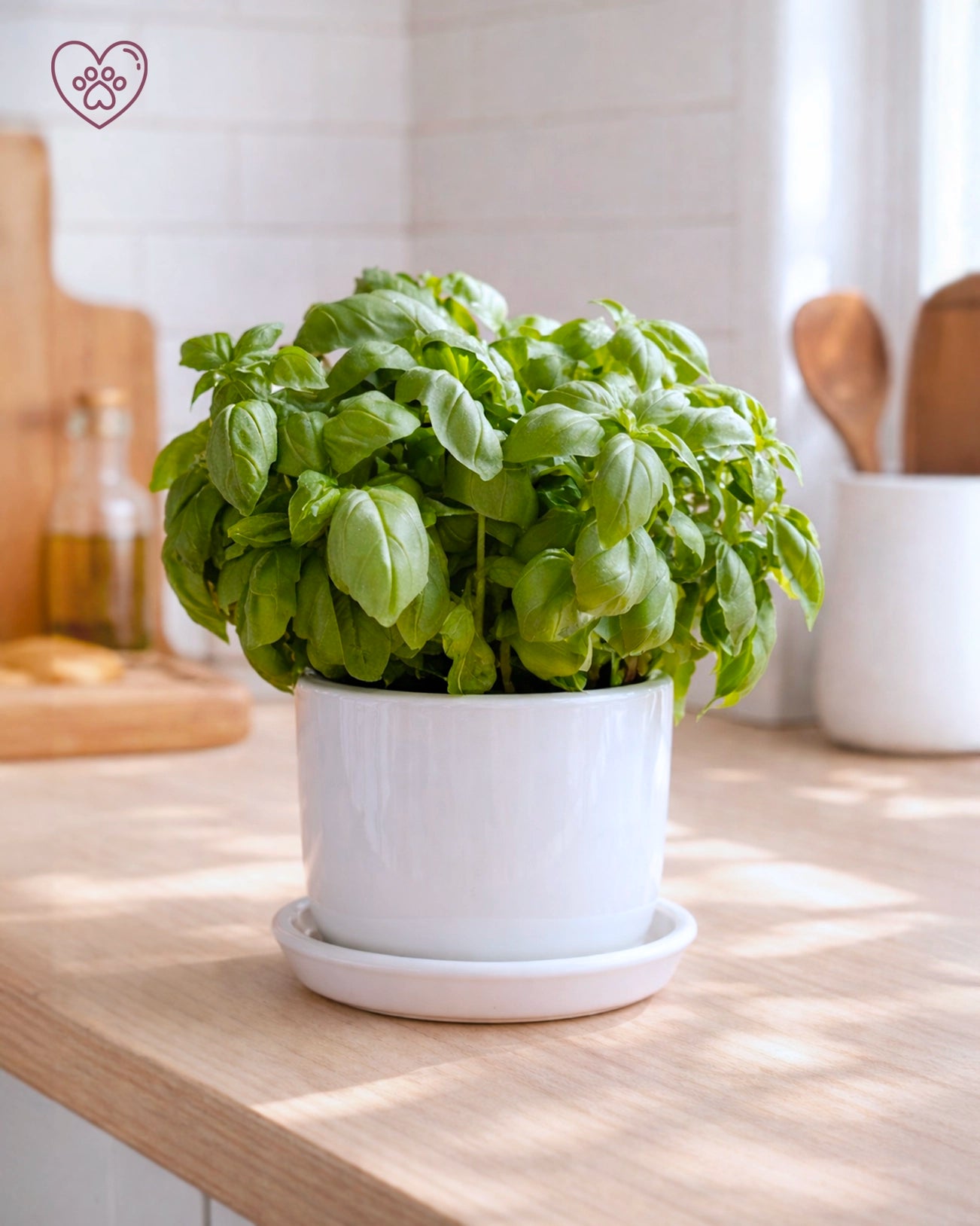 Basil | 羅勒