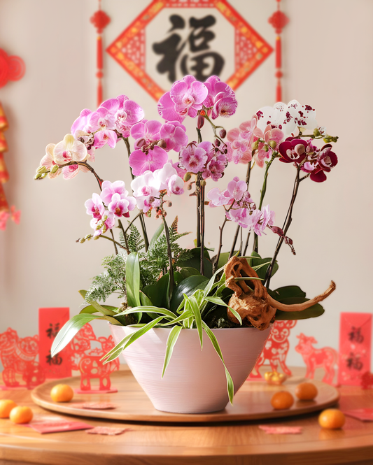 Orchid Radiance｜蘭韻生輝