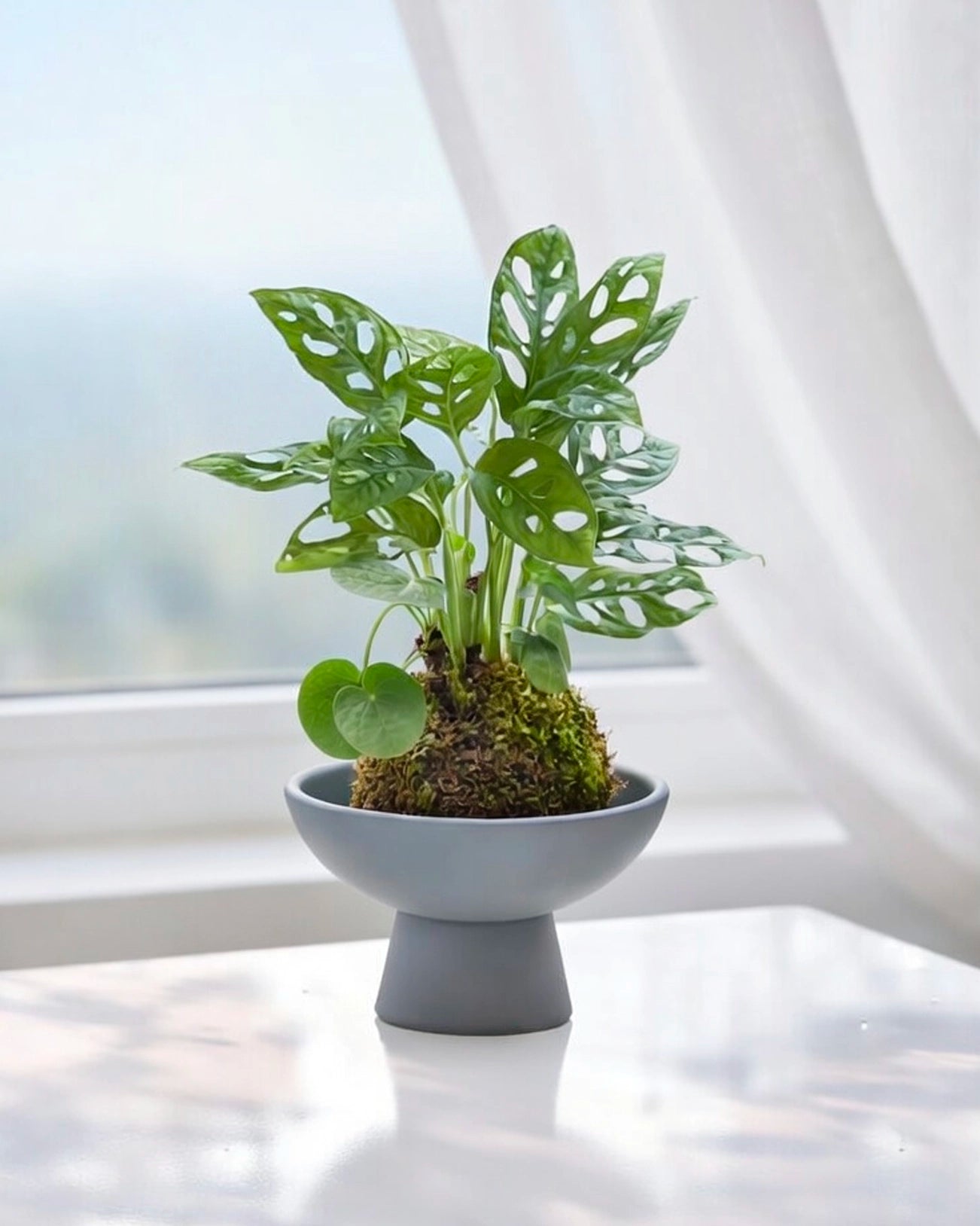Monstera (Swiss Cheese Plant) Kokedama | 洞洞芋仙苔蘚球