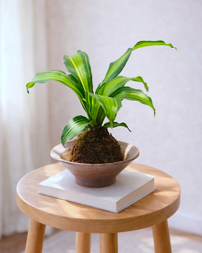 Dracaena Fragrans Kokedama | 巴西木苔蘚球