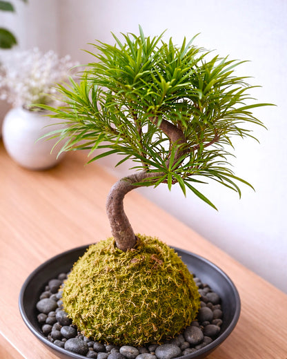 Buddhist Pine (Podocarpus) Kokedama | 羅漢松苔蘚球
