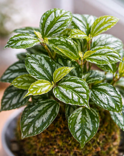 Pilea Cadeirei (Aluminum Plant) Kokedama | 冰水花苔蘚球
