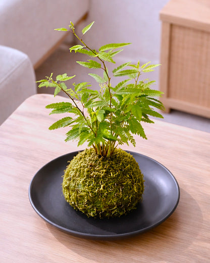 Dwarf Mimosa Kokedama | 姬合歡苔蘚球