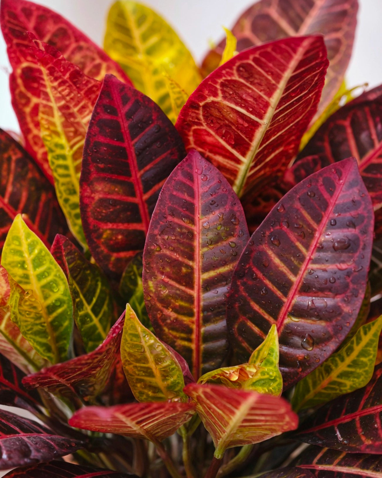 Croton | 變葉木