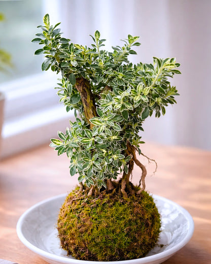 Serissa (Snow Rose) Kokedama | 六月雪苔蘚球