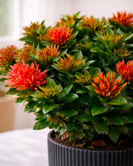 Ixora coccinea | 龍船花