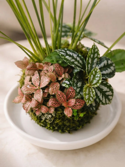 Forest Harmony Kokedama 森林和諧日式苔蘚球，俯視角度，手工 Japanese Kokedama 植物