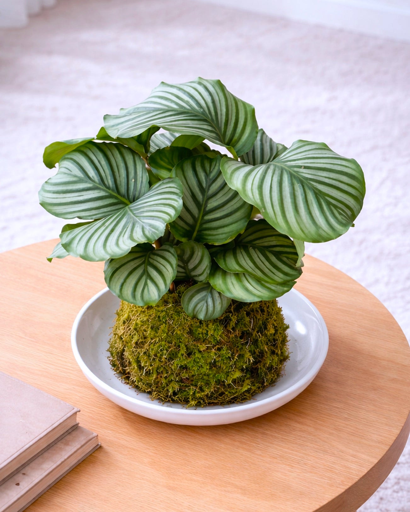 Green Apple Plant Kokedama | 青蘋果苔蘚球