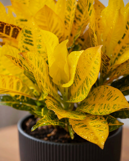 Croton | 變葉木