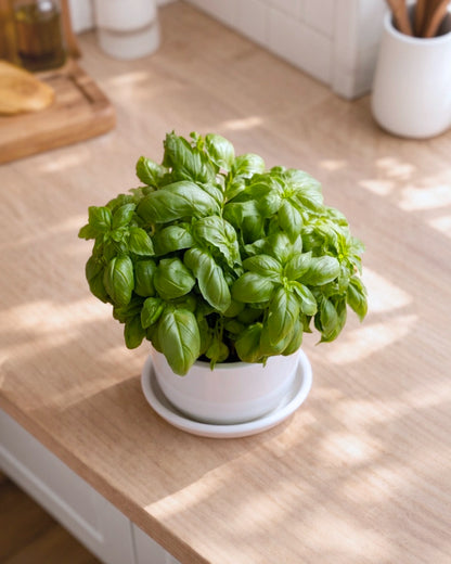 Basil | 羅勒