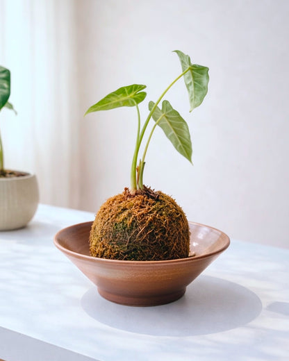 Variegated Alocasia Kokedama｜海芋苔蘚球