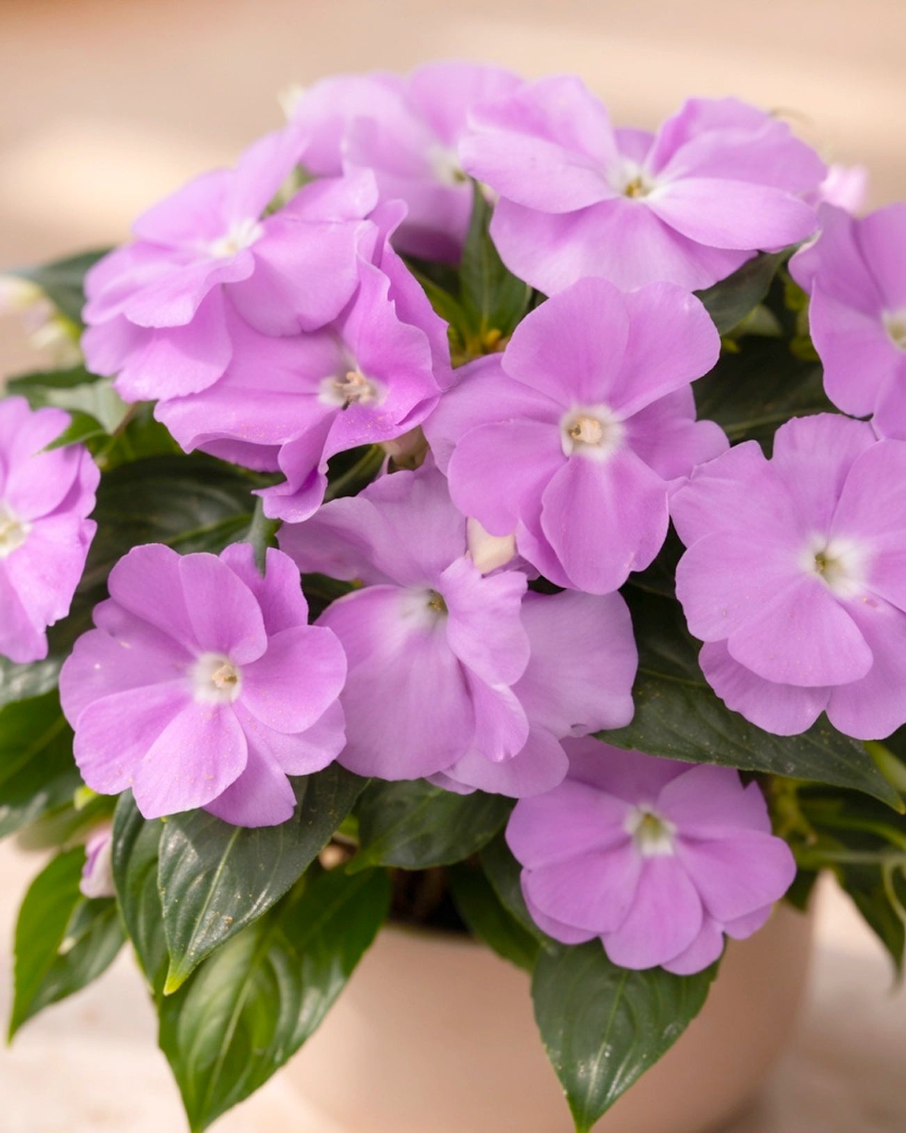 Impatiens | 鳳仙