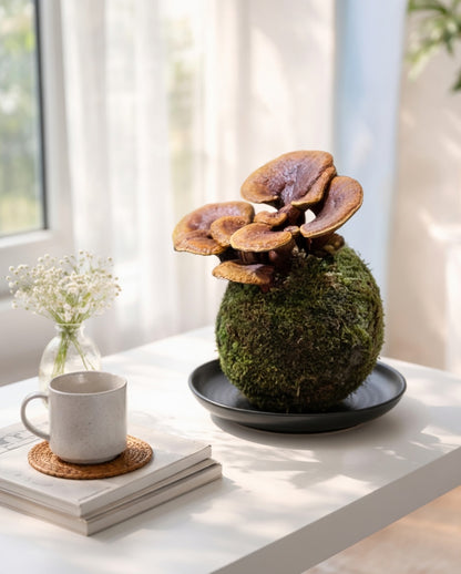 Reishi Mushroom Kokedama｜靈芝苔蘚球