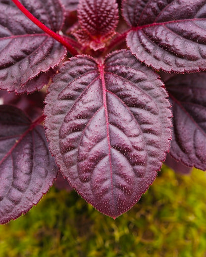 Ruby Peperomia Kokedama | 紅寶石苔蘚球