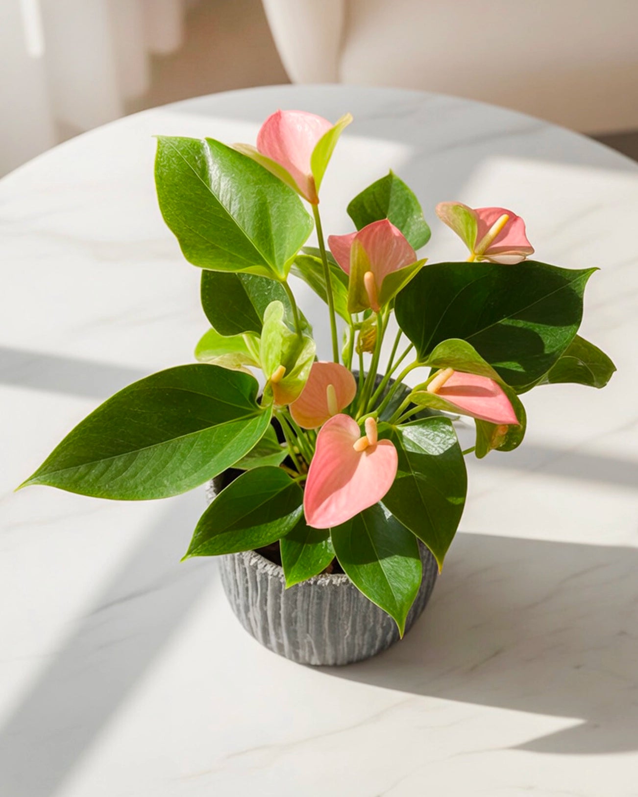 Purple Plum Anthurium｜紫掌