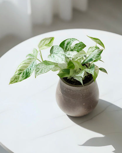Epipremnum Pinnatum｜麒麟尾