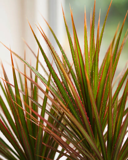Dracaena (Ti Plant) Kokedama | 千年木苔蘚球