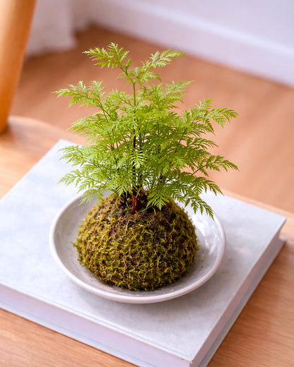Dawn Redwood Kokedama | 水杉苔蘚球