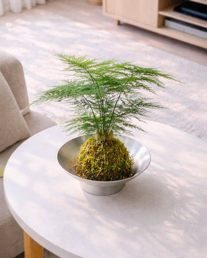 Asparagus Fern Kokedama | 文竹苔蘚球