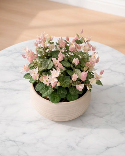 Variegated Star Jasmine | 花葉絡石