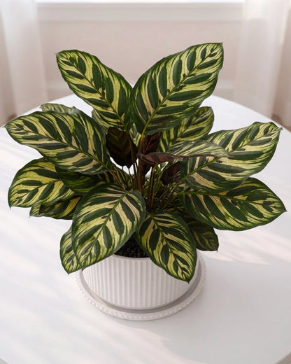 Peacock Plant | 孔雀竹芋