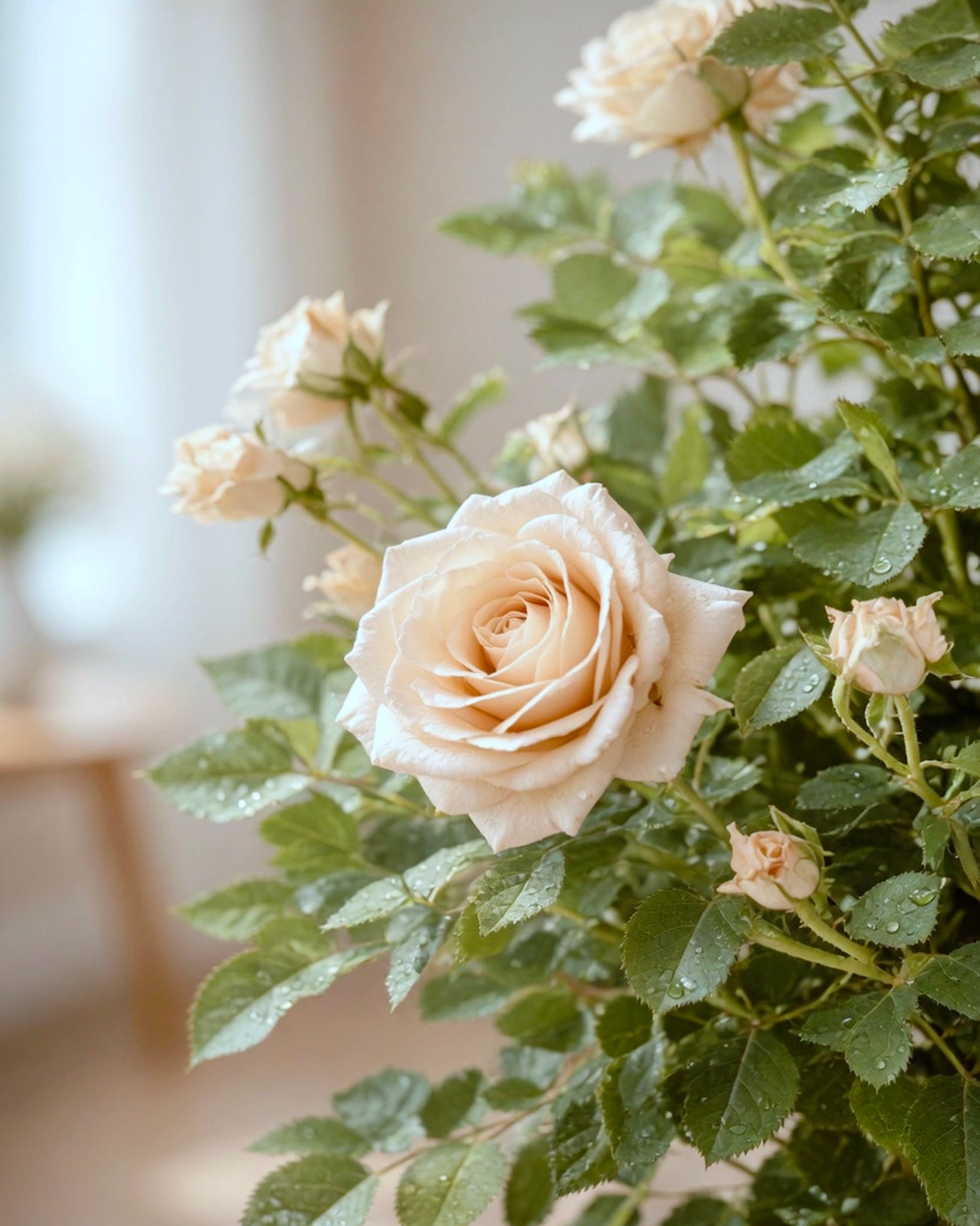 Rosa Chinensis | 月季