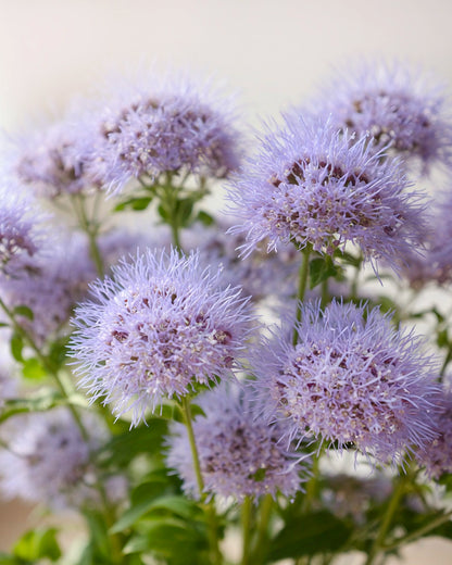 Blue Mistflower | 藍霧花