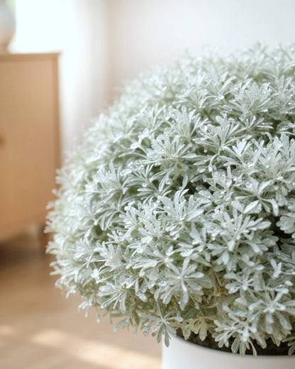 Cotton Lavender | 芙蓉菊