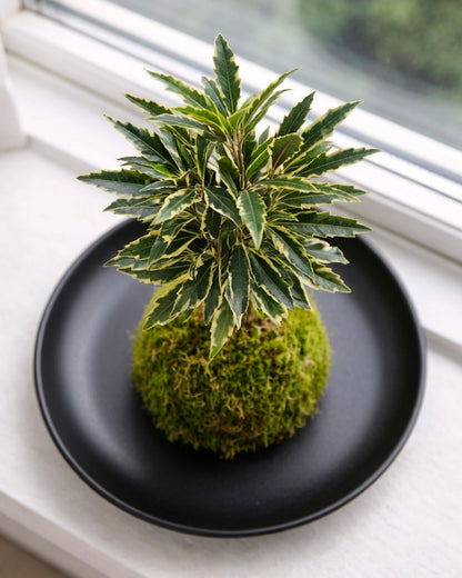 Peacock Plant (Calathea) Kokedama | 孔雀木苔蘚球