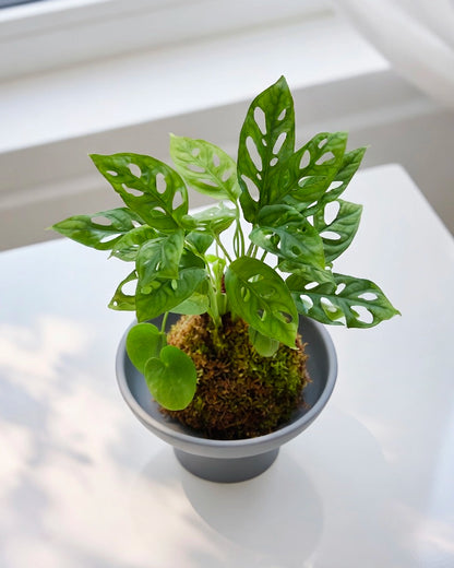 Monstera (Swiss Cheese Plant) Kokedama | 洞洞芋仙苔蘚球
