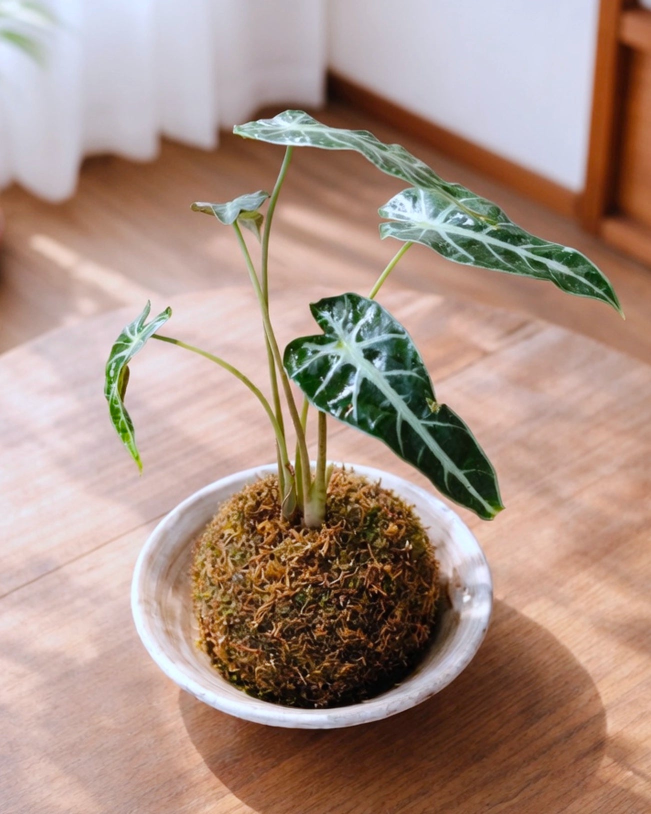 Alocasia Kokedama｜小仙女海芋苔蘚球