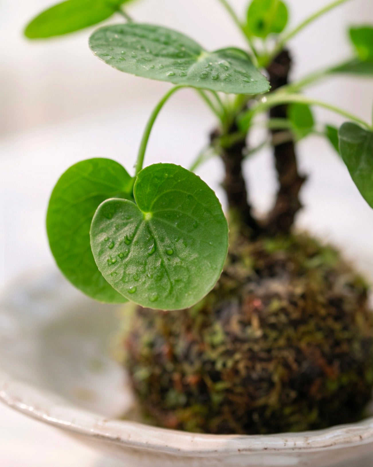 Chinese Money Plant Kokedama | 鏡面草苔蘚球