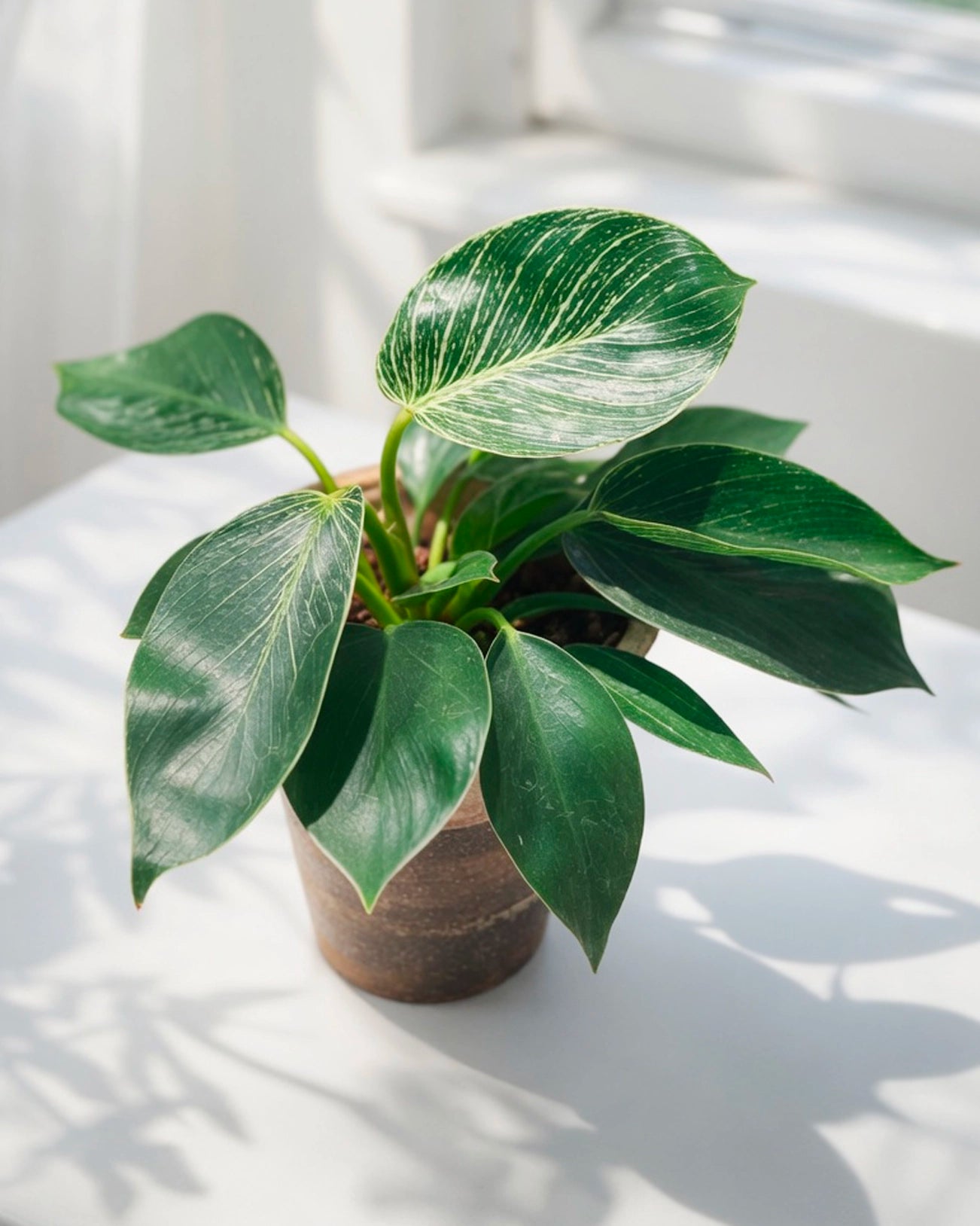 Variegated Philodendron｜綠蘿