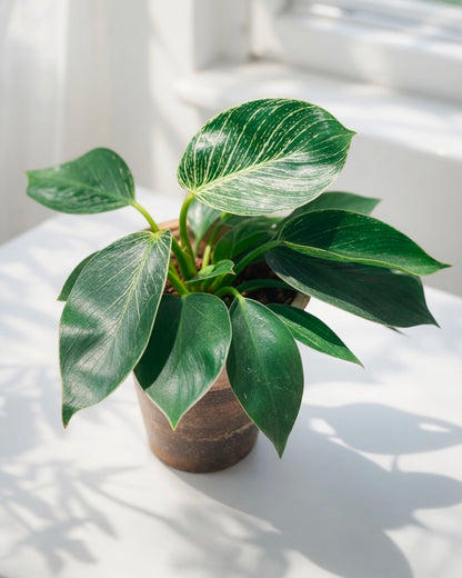 Variegated Philodendron｜綠蘿