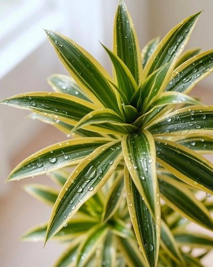 Dracaena Song of India | 金邊百合竹