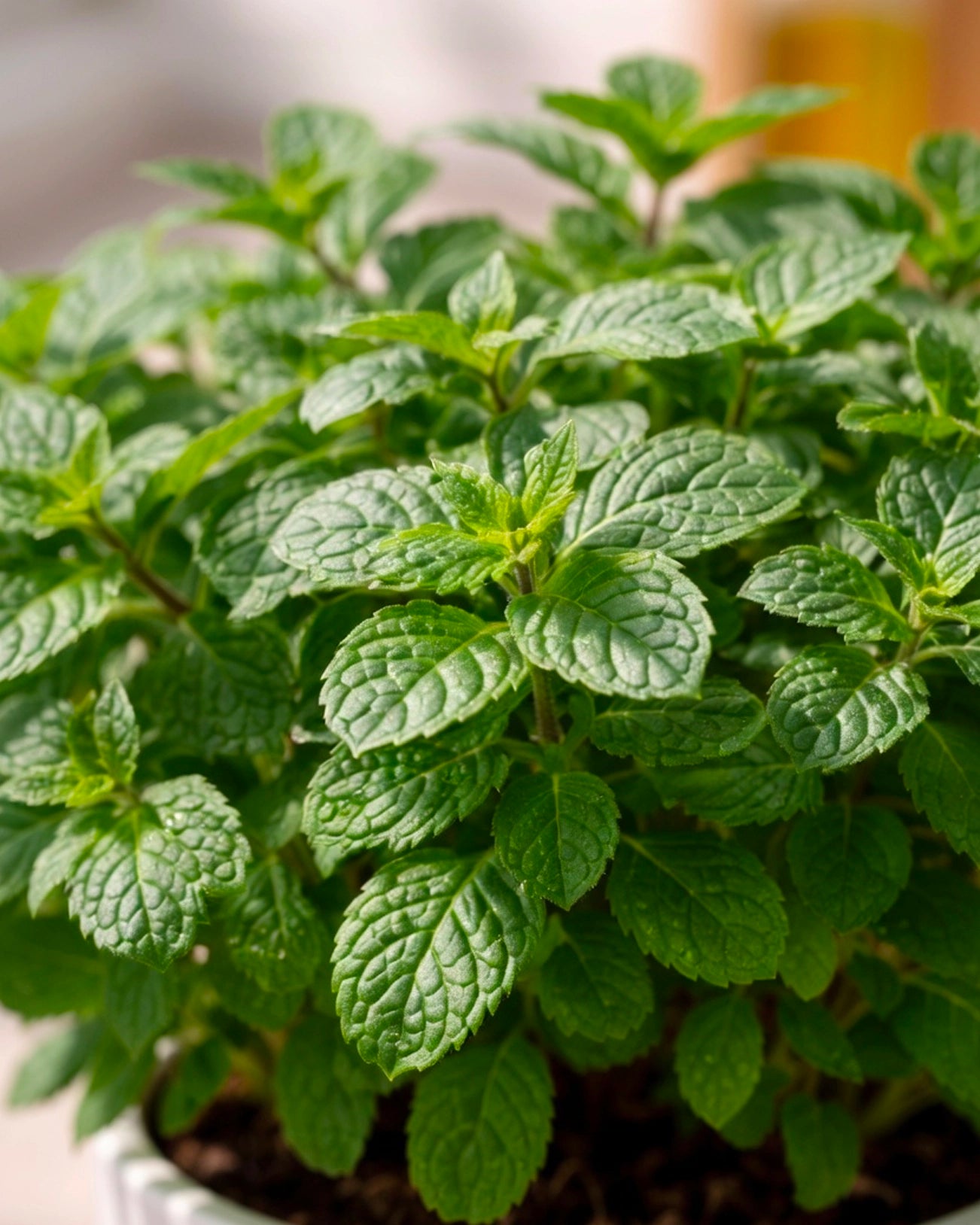 Mint | 薄荷
