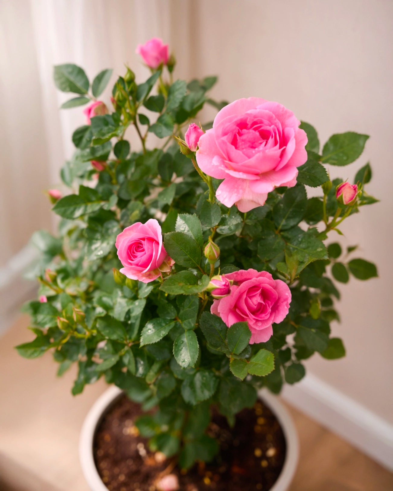 Rosa Chinensis | 月季