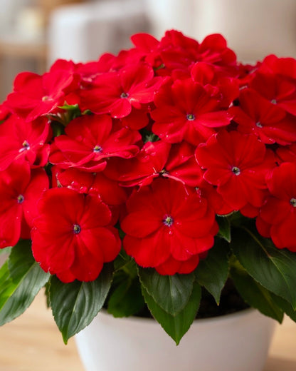 Impatiens | 鳳仙
