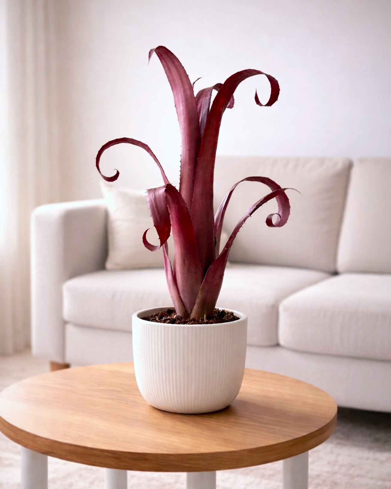 Bromeliad | 積水鳳梨
