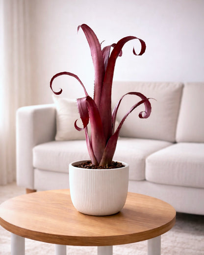 Bromeliad | 積水鳳梨