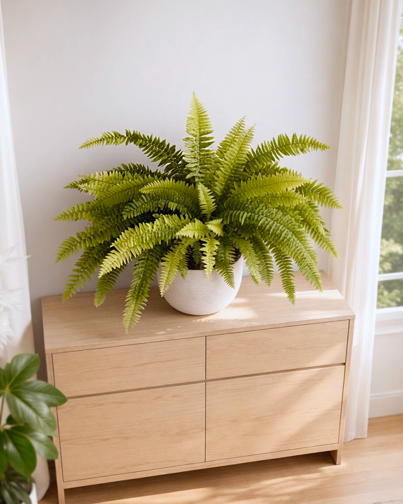 Boston Fern | 波士頓腎蕨