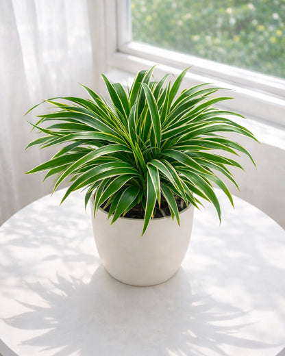 Spider Plant | 吊蘭