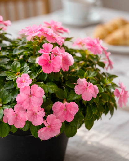 Impatiens | 鳳仙