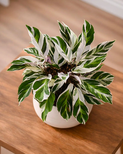 Calathea ‘White Fusion’ | 白油畫竹芋