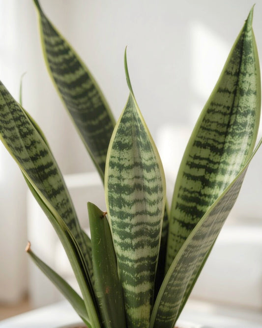 Snake Plant | 虎尾蘭