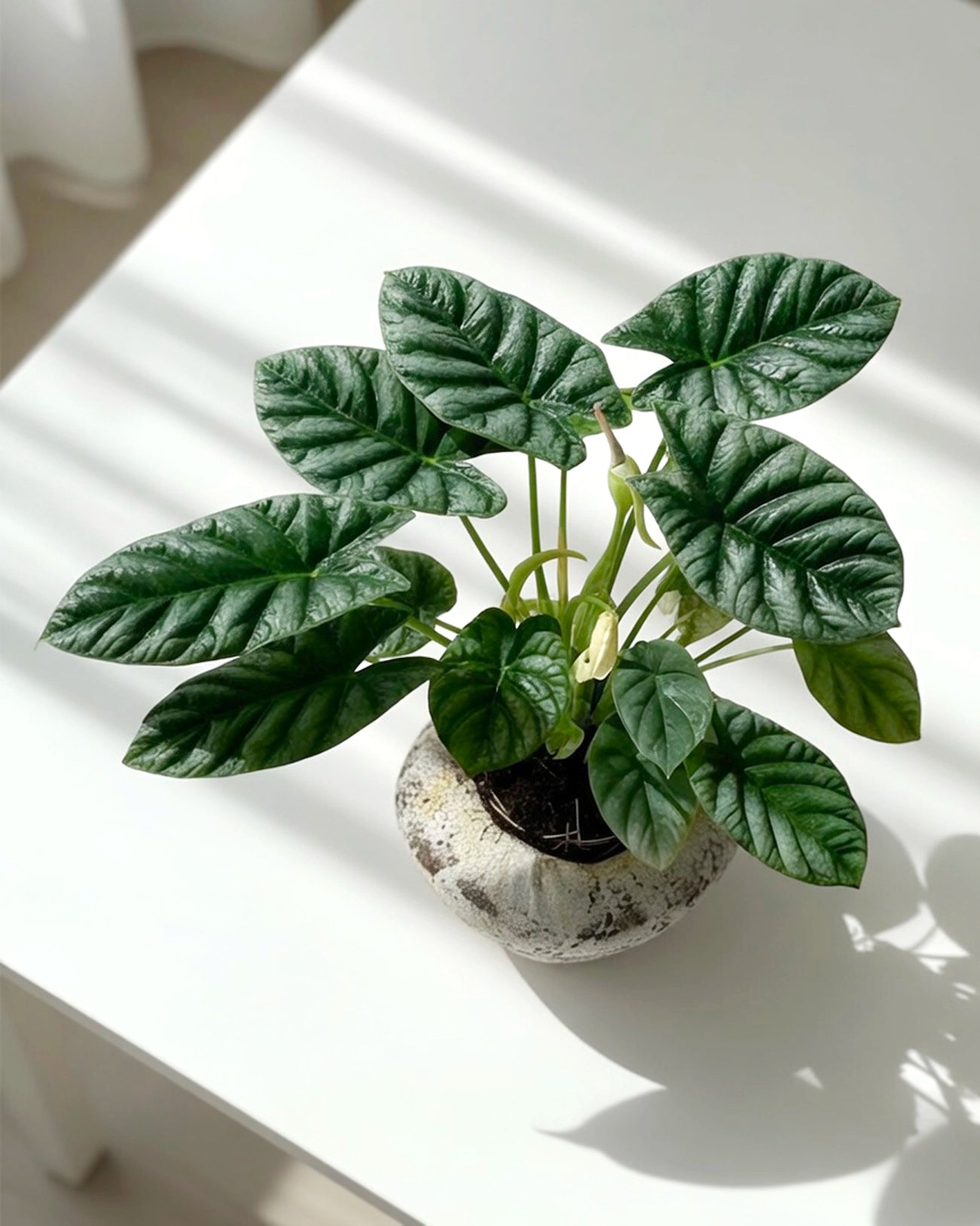 Alocasia｜海芋