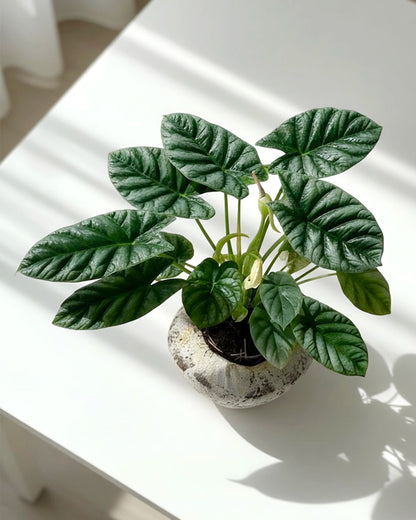 Alocasia｜海芋