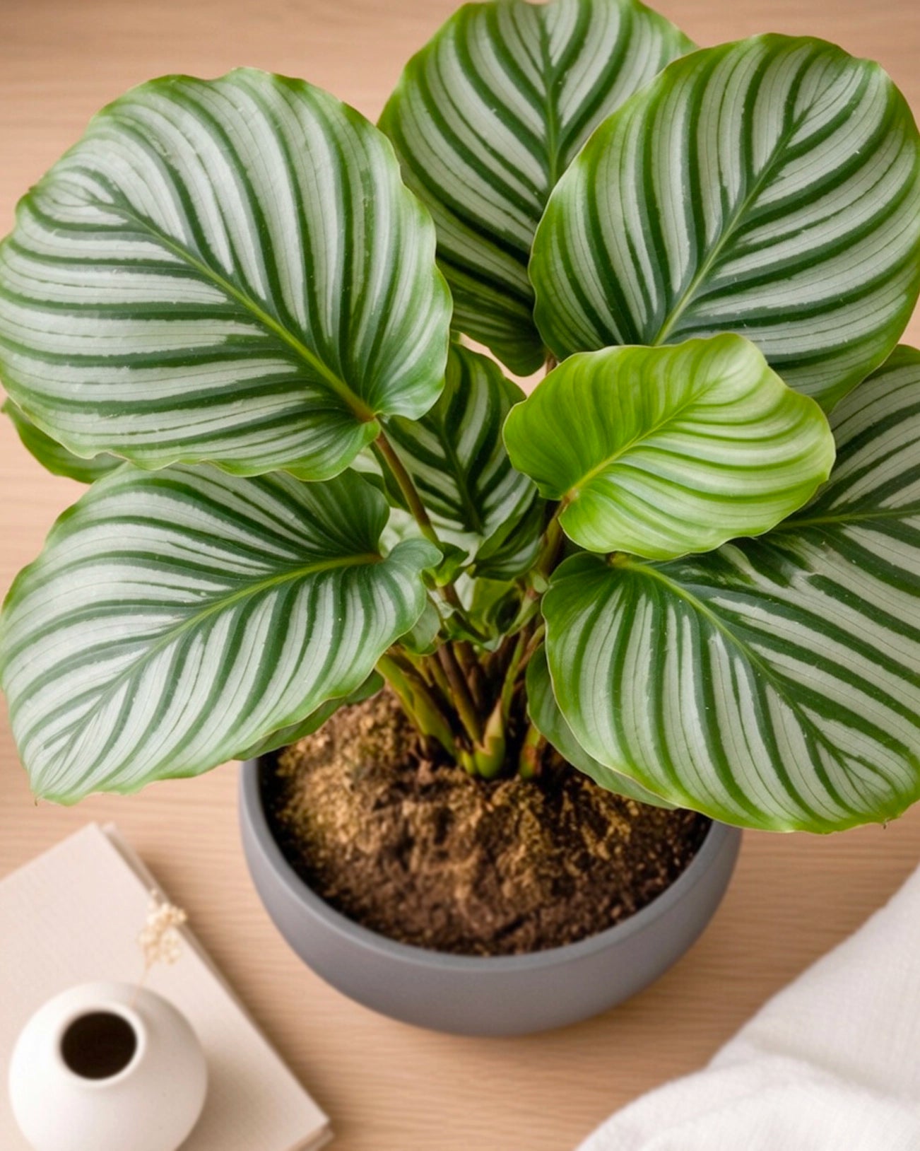 Calathea Orbifolia | 蘋果竹芋