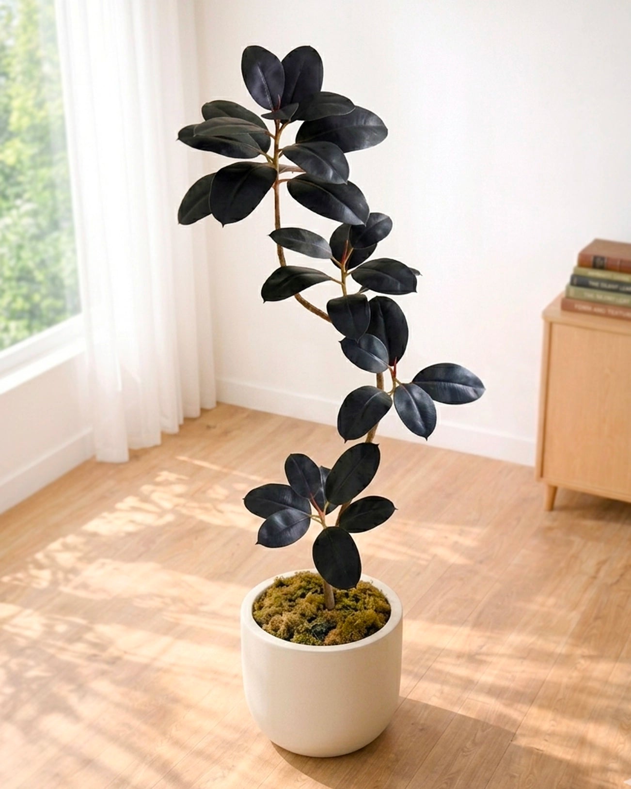 Styled Rubber Plant | 造型黑金剛