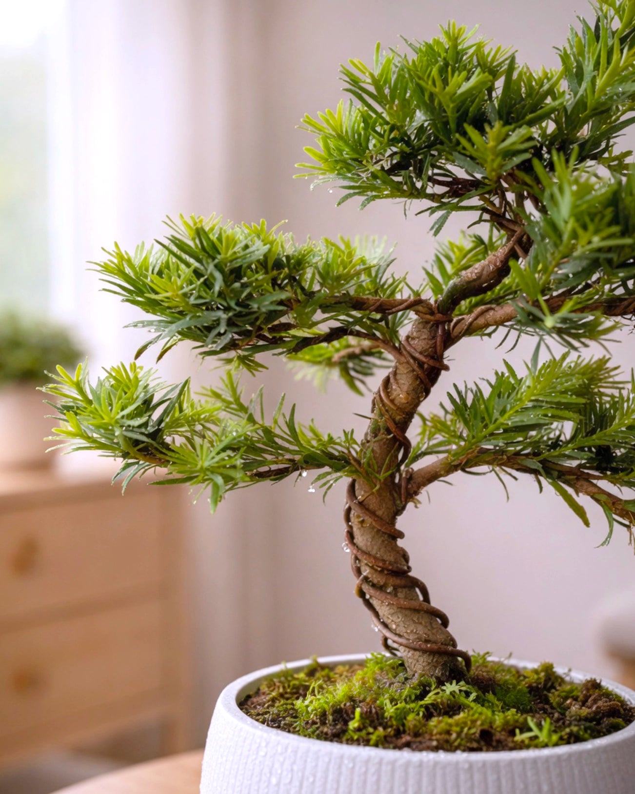 Buddhist Pine | 羅漢松